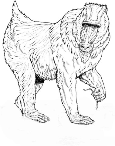 Mandrill  Coloring Page